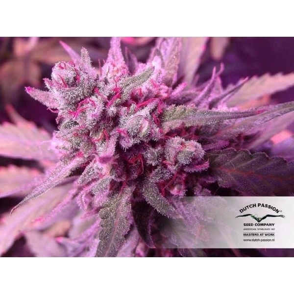 White Widow (Dutch Passion) nasiona marihuany feminizowane