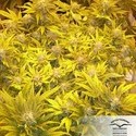 White Widow (Dutch Passion) nasiona marihuany feminizowane