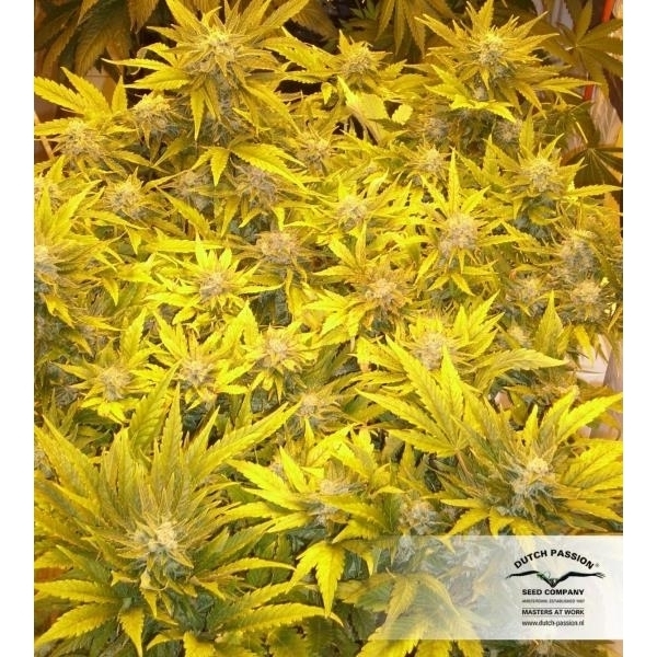 White Widow (Dutch Passion) nasiona marihuany feminizowane