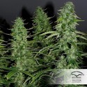 White Widow (Dutch Passion) nasiona marihuany feminizowane