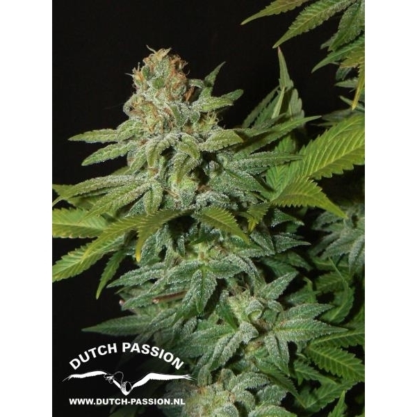 Mazar (Dutch Passion) feminizowane