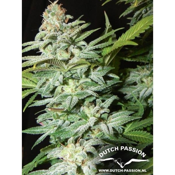 Mazar (Dutch Passion) feminizowane