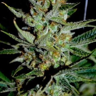 Mazar (Dutch Passion) feminizowane