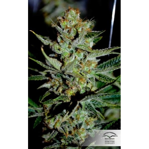 Mazar (Dutch Passion) feminizowane