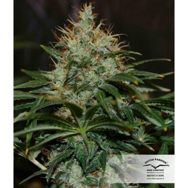 Mazar (Dutch Passion) feminizowane
