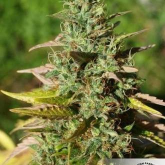 Mazar (Dutch Passion) feminizowane