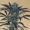 Blueberry Headband (Humboldt Seed Organization) feminizowane