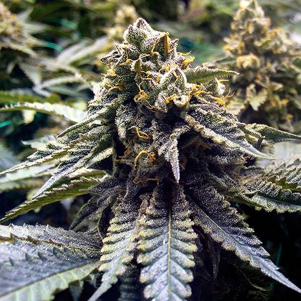 Chocolate Mint OG 2.0 (Humboldt Seed Organization) feminizowane