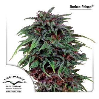 Durban Poison (Dutch Passion) nasiona marihuany feminizowane