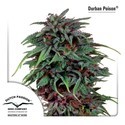Durban Poison (Dutch Passion) nasiona marihuany feminizowane