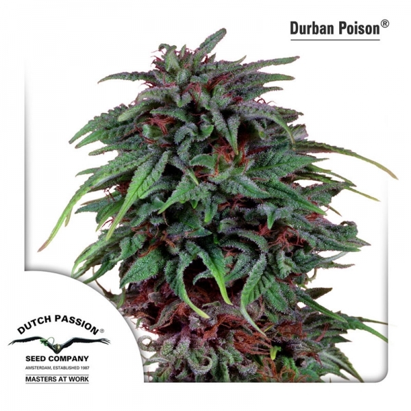 Durban Poison (Dutch Passion) nasiona marihuany feminizowane