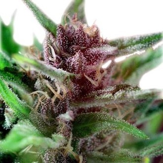 Shaman (Dutch Passion) feminizowane