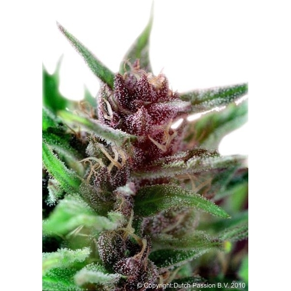 Shaman (Dutch Passion) feminizowane