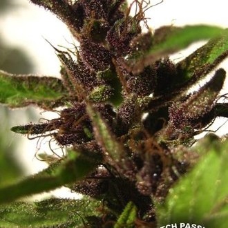 Shaman (Dutch Passion) feminizowane