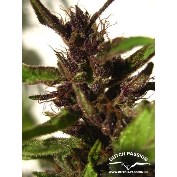 Shaman (Dutch Passion) feminizowane