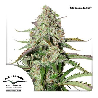 Auto Colorado Cookies (Dutch Passion) feminizowane