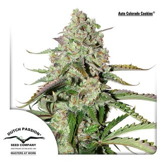 Auto Colorado Cookies (Dutch Passion) feminizowane