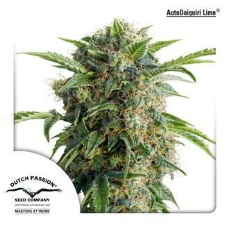 Auto Daiquiri Lime (Dutch Passion) feminizowane