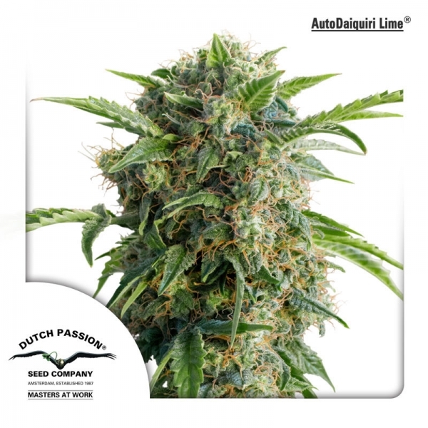 Auto Daiquiri Lime (Dutch Passion) feminizowane