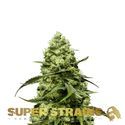 Turing Automat (Super Strains) feminizowane