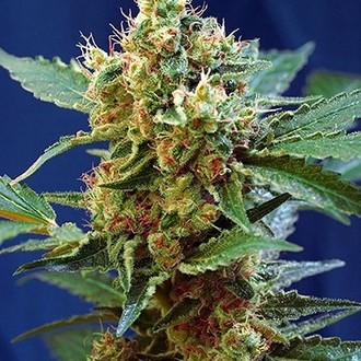 Cream Mandarine XL Automat (Sweet Seeds) feminizowane