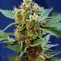 Cream Mandarine XL Automat (Sweet Seeds) feminizowane