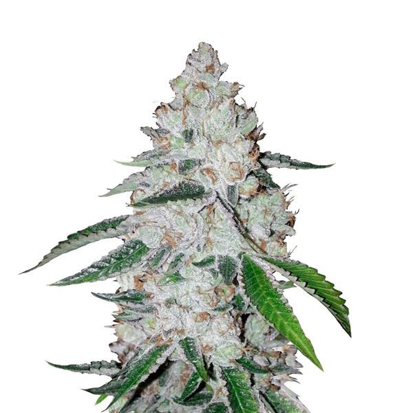 West Coast O.G. Automat (FastBuds) feminizowane