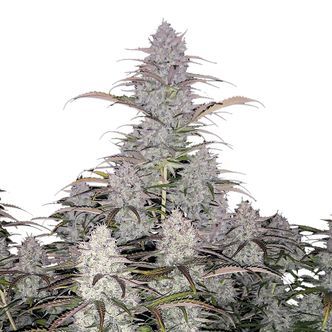 Green Crack Automat (FastBuds) feminizowane