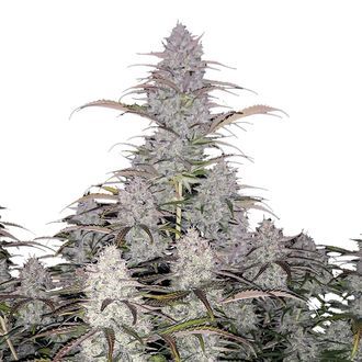 Green Crack Automat (FastBuds) feminizowane