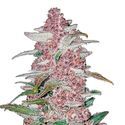 Blackberry Automat (FastBuds) feminizowane