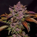 Blackberry Automat (FastBuds) feminizowane