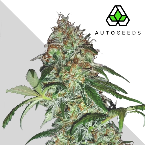 Sucker Punch (Auto Seeds) feminizowane