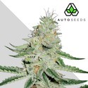 Dreamberry (Auto Seeds) feminizowane
