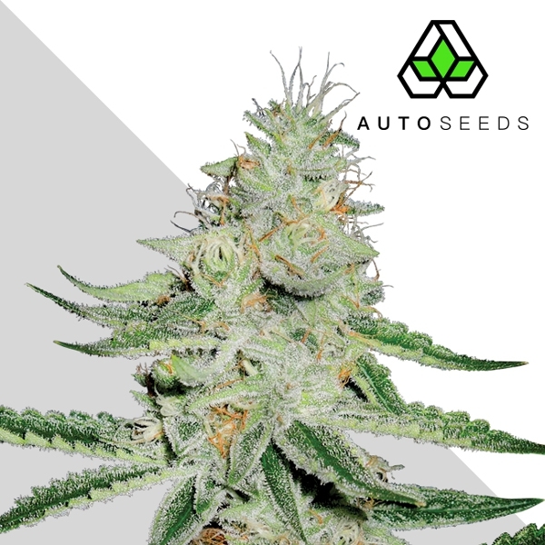 Dreamberry (Auto Seeds) feminizowane