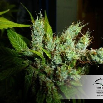 Strawberry Cough (Dutch Passion) nasiona marihuany feminizowane