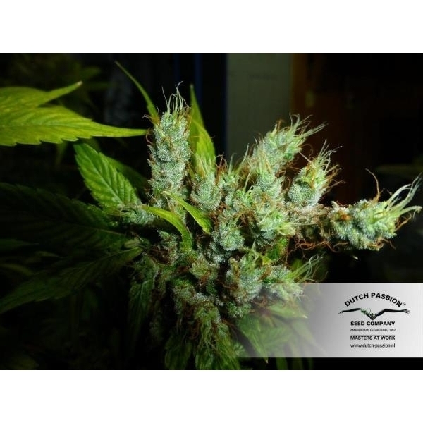 Strawberry Cough (Dutch Passion) nasiona marihuany feminizowane