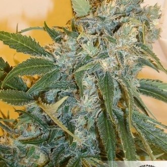 Strawberry Cough (Dutch Passion) nasiona marihuany feminizowane