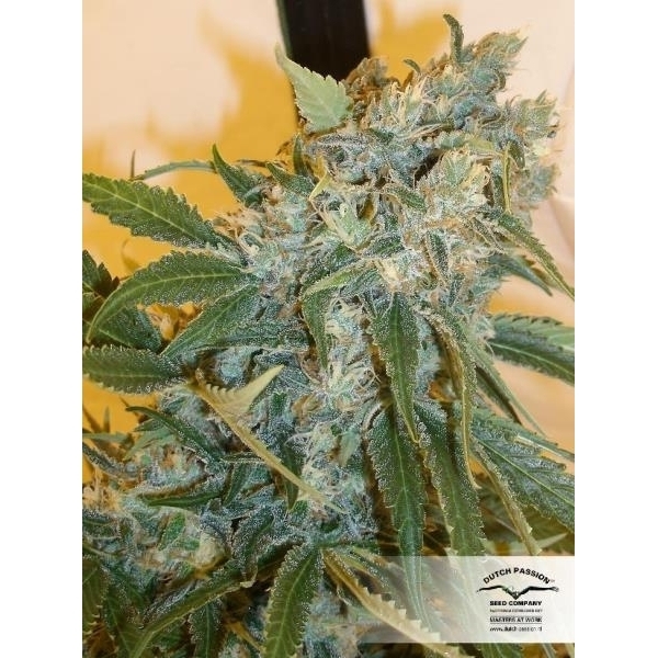 Strawberry Cough (Dutch Passion) nasiona marihuany feminizowane