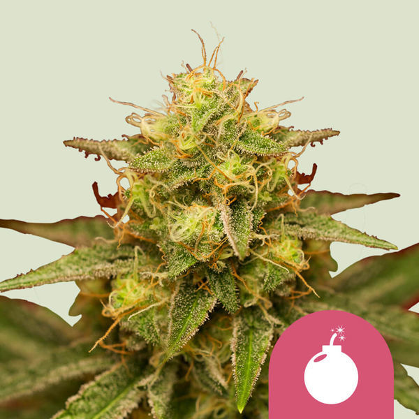 Royal Domina (Royal Queen Seeds) feminizowane