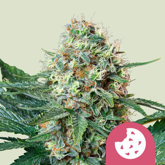 Royal Cookies (Royal Queen Seeds) feminizowane