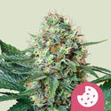 Royal Cookies (Royal Queen Seeds) feminizowane