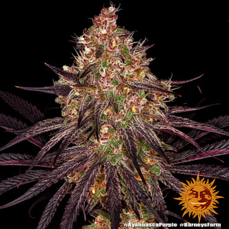 Ayahuasca Purple (Barney's Farm) feminizowane