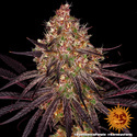 Ayahuasca Purple (Barney's Farm) feminizowane