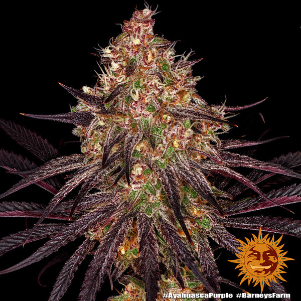 Ayahuasca Purple (Barney's Farm) feminizowane
