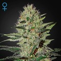 Exodus Cheese Automat (Greenhouse Seeds) nasiona feminizowane