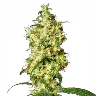 White Widow Automat (White Label) feminizowane
