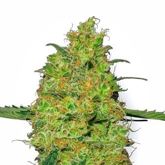 Master Kush (White Label) nasiona marihuany feminizowane
