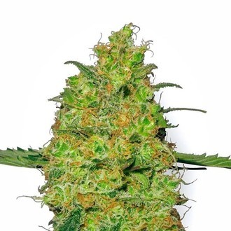 Master Kush (White Label) nasiona marihuany feminizowane