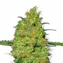 Master Kush (White Label) nasiona marihuany feminizowane