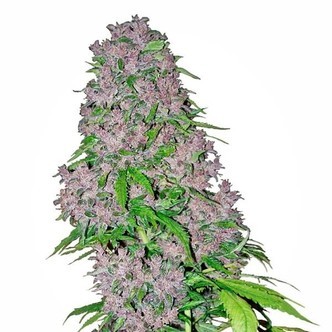 Purple Bud (White Label) feminizowane